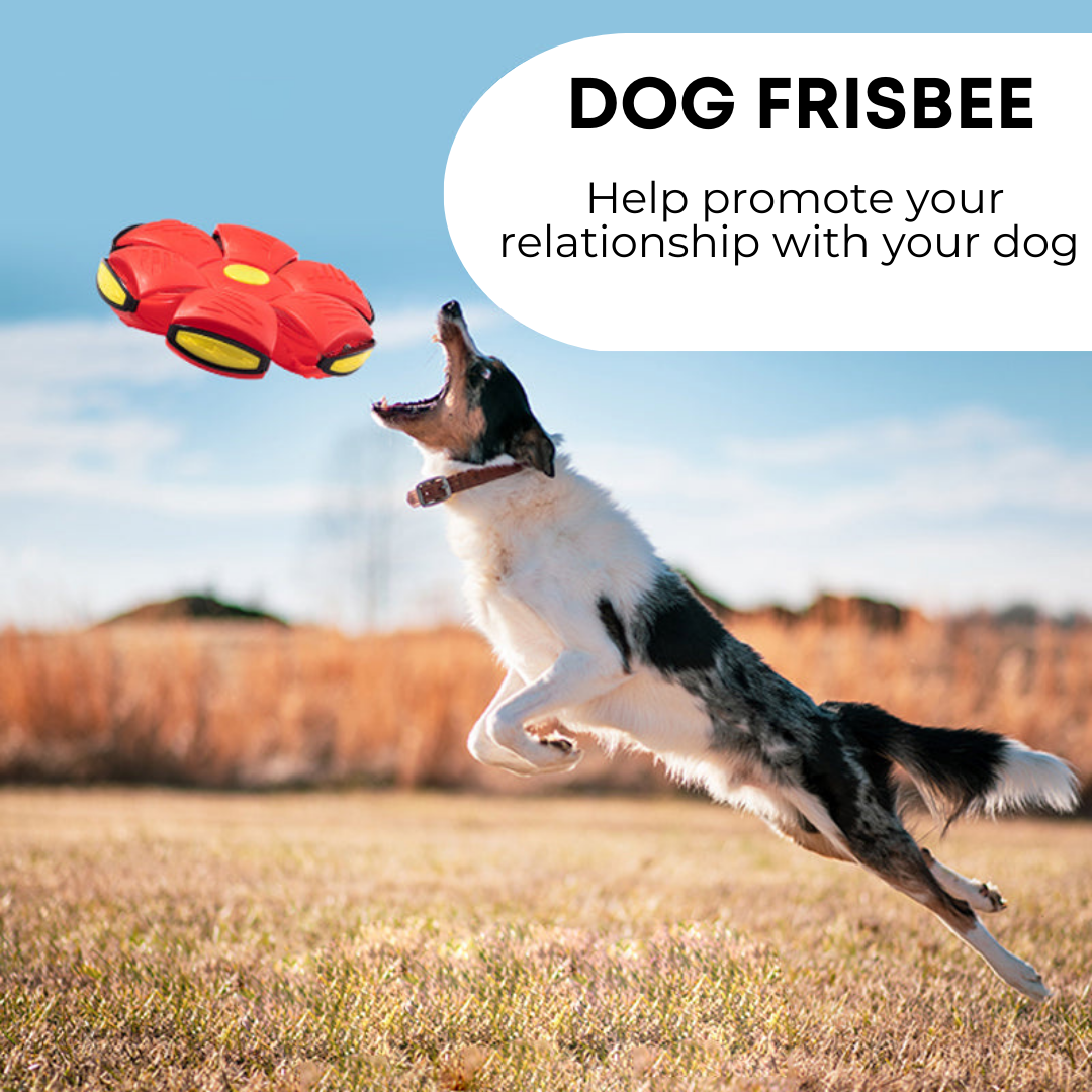 paws and claws™ Dog Frisbee